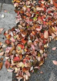 窗边的橘子by吞雨青梅竹马