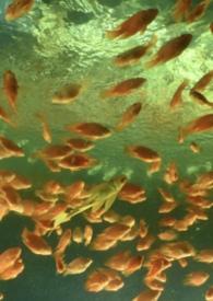 非正常关系cp介绍表格